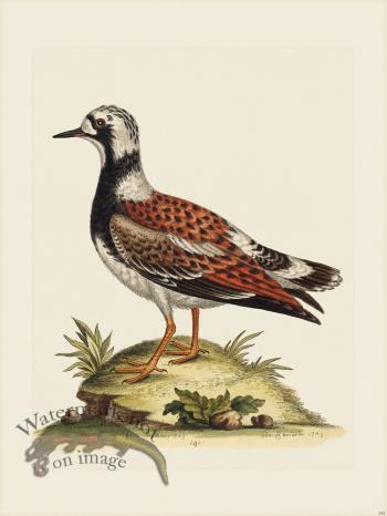 Edwards 141 Turn-ftone